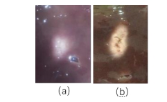 牛肝损伤(a)未空化时(b)空化时 牛肝损伤(a)未空化时(b)空化时